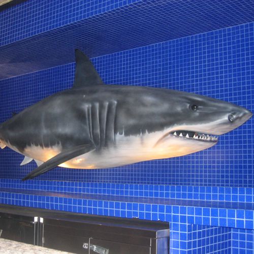 Tiburon Blanco de Fibra de Vidrio en tamaño real