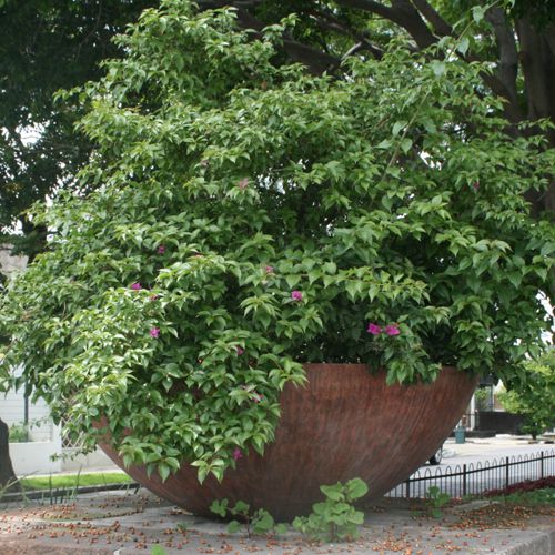 Jicara gigante con una buganbilia